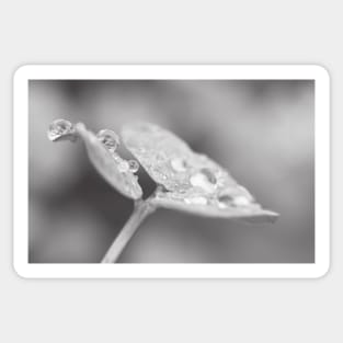 Raindrops on Woodsorrel B&W Sticker